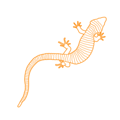 Animals Lizards Mexican Alligator Lizard Editable Svg Line Art, Free Vectors File
